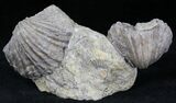 Platystrophia Brachiopods Fossil From Kentucky #21817-1